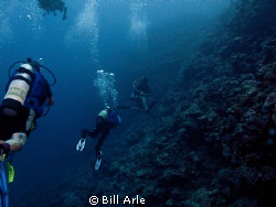 Divers along the wall at Osprey Reef, Coral Sea. by Bill Arle 